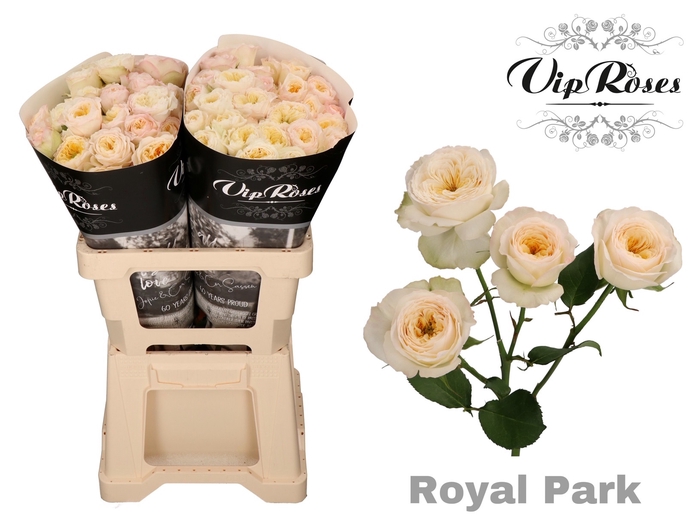 R TR ROYAL PARK