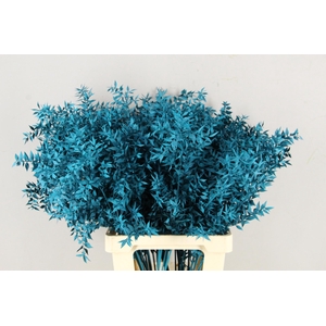 DF Ruscus 70cm Bs Turquoise