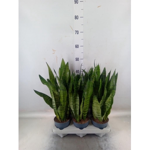 Sansevieria zeylanica