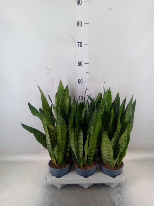 <h4>Sansevieria zeylanica</h4>