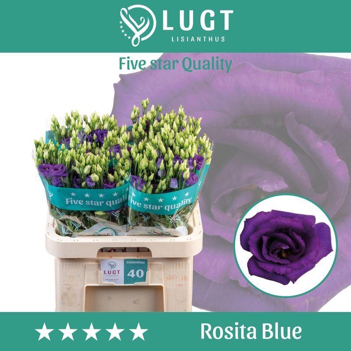 <h4>Eust Dub Rosita Blue</h4>