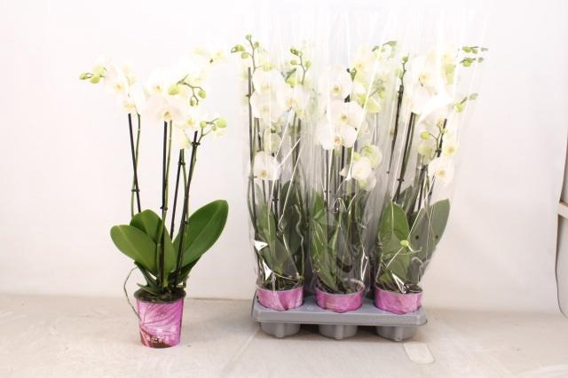 <h4>PHAL OV WIT</h4>