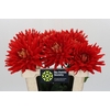 Dahlia Vulcan
