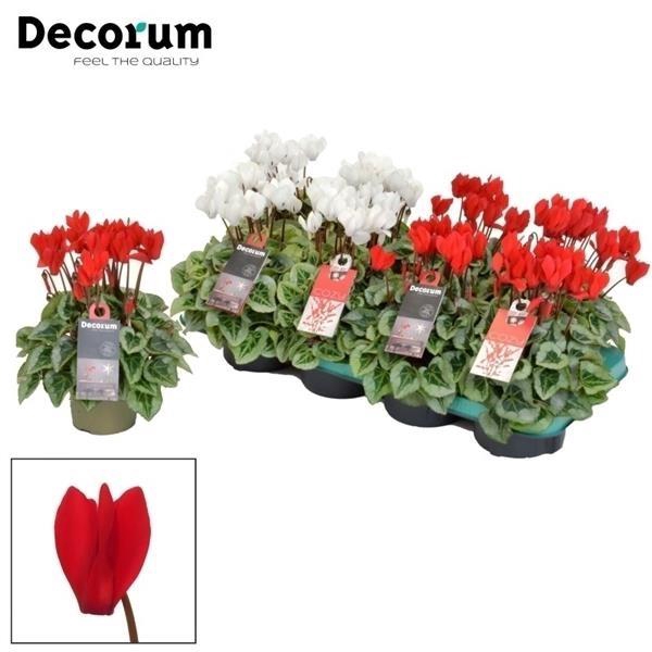 <h4>Cyclamen Picasso Red/White P11</h4>