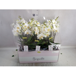 Phalaenopsis multi.   ...white