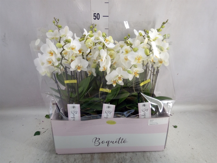 Phalaenopsis multi.   ...white