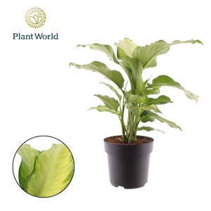 Dieffenbachia Ivory Green