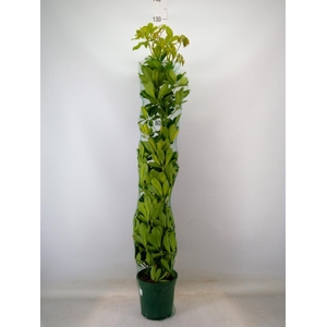 Schefflera arbor. 'Dalton'