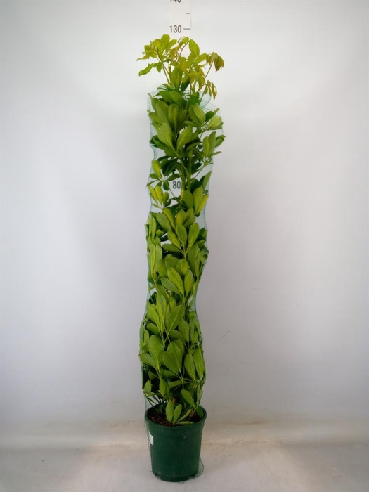 <h4>Schefflera arbor. 'Dalton'</h4>