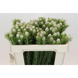 Leucadendron Ayoba Jade Pearl