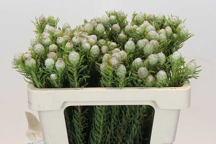 <h4>Leucadendron Ayoba Jade Pearl</h4>