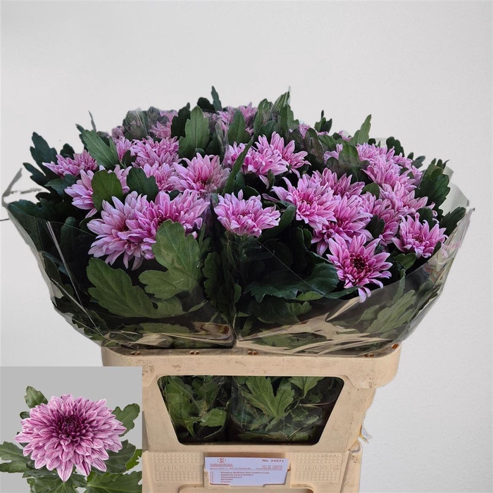 <h4>Chr G Bigoudi Pink</h4>