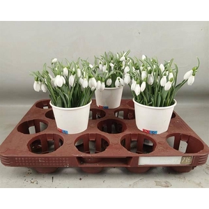 GALANTHUS NIVALIS BS