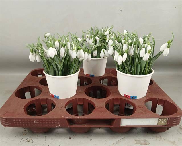 <h4>GALANTHUS NIVALIS BS</h4>