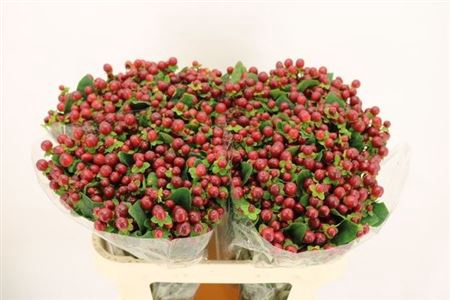 <h4>Hyp Mag Seasons</h4>