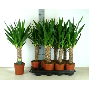 Yucca Elephantipes 1 stam 30 CM