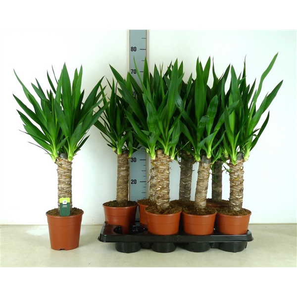 <h4>Yucca Elephantipes 1 stam 30 CM</h4>