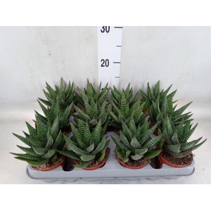 xGasterhaworthia  'Royal Highness'