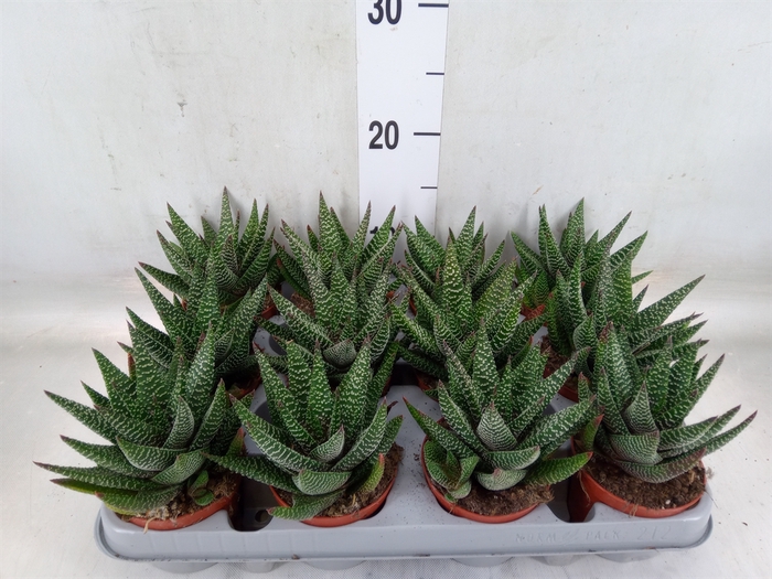 <h4>xGasterhaworthia  'Royal Highness'</h4>
