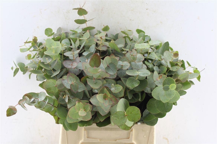 <h4>EUCA CINEREA</h4>