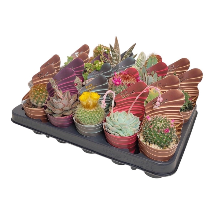 <h4>CACTUS + SUCCU GEM</h4>
