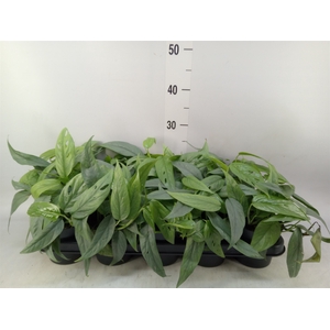 Epipremnum pinn. 'Cebu Blue'