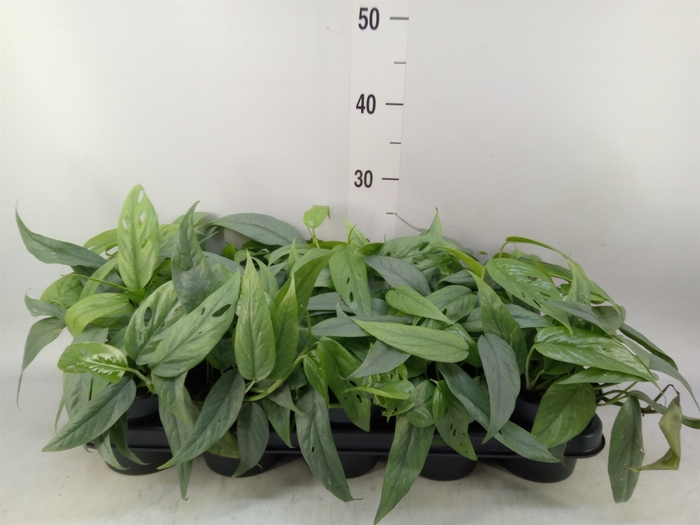 <h4>Epipremnum pinn. 'Cebu Blue'</h4>