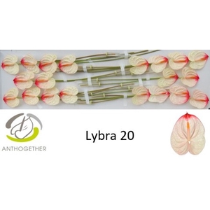 ANTH A LYBRA 20