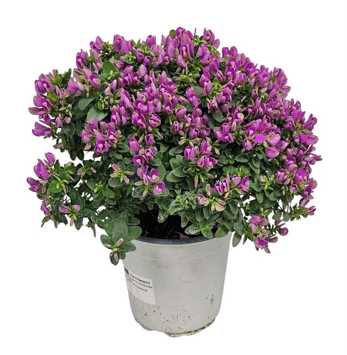 <h4>Polygala Oppositifolia Bibi Pink</h4>