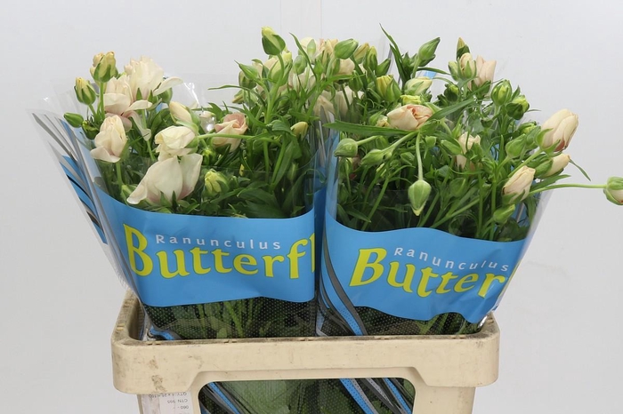 <h4>Ranunculus Butterfly Melissa</h4>