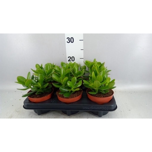Crassula  'Magical Tree'