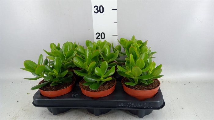 <h4>Crassula  'Magical Tree'</h4>