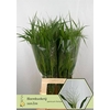 Panicum Fountain