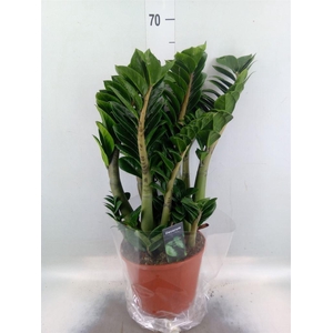 Zamioculcas zamiifolia 'Zenzi'