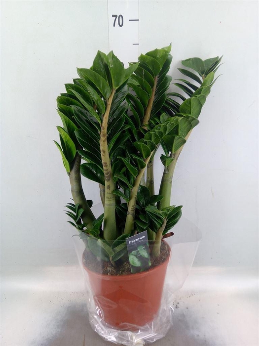 <h4>Zamioculcas zamiifolia 'Zenzi'</h4>