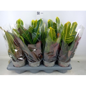 Codiaeum var. GR 'Excellent'