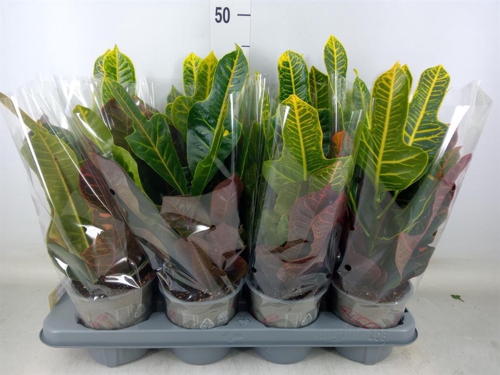 <h4>Codiaeum var. GR 'Excellent'</h4>