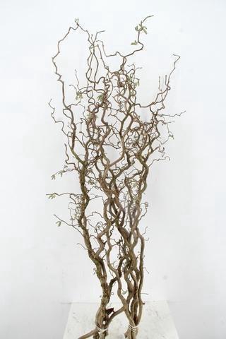 <h4>CORYL AV CONTORTA</h4>