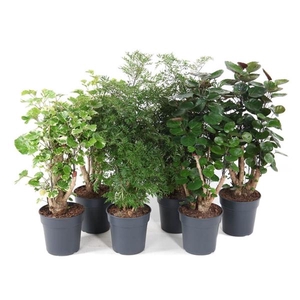 Polyscias overig