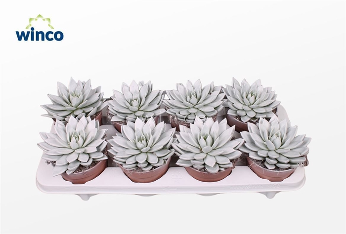 <h4>Echeveria Agavoides Paint White</h4>