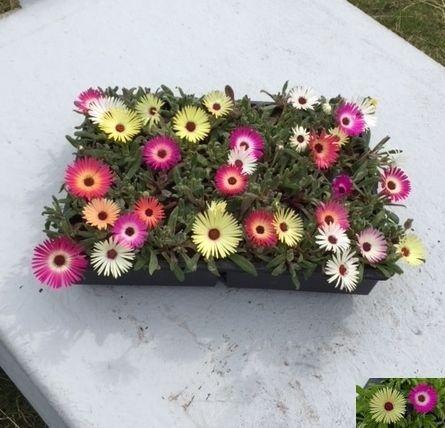 <h4>Dorotheanthus</h4>