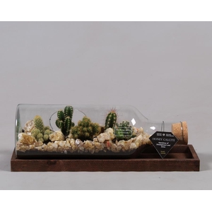 Green Bottle Fles Medium liggend met Cactussen