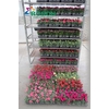 arr8 Dian Mixkar 7 Kleur 1 Klr Per Tray