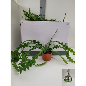 EPIPHYLLUM ANGULIGER