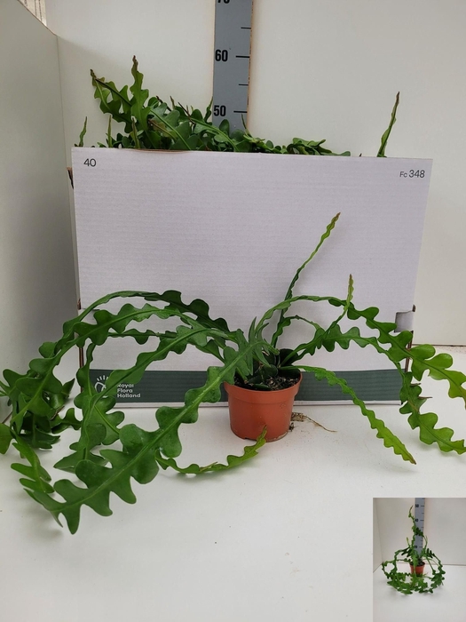 <h4>EPIPHYLLUM ANGULIGER</h4>