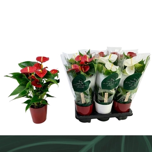 Anthurium rood en wit 12cm keramiek