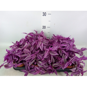 Tradescantia   ...