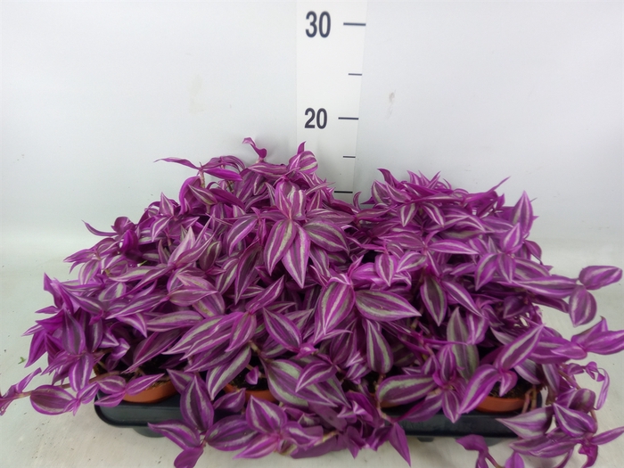 <h4>Tradescantia   ...</h4>
