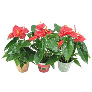 Anthurium XL.10 Mauii Red 14cm in verschillende kerstcovers