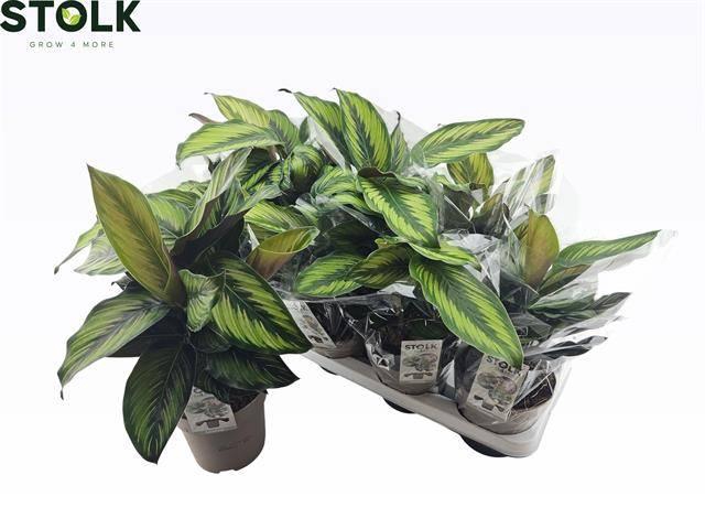 <h4>CALAT BEAUTYSTAR</h4>